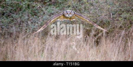 Eurasian Eagle Owl (Bubo bubo) in natural environment, United Kingdom Stock Photo