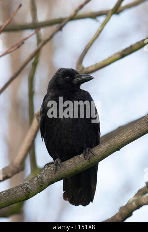 Carrion Crow, Corvus corone, single adult perching in tree.  Taken February. St. James Park, London, UK. Stock Photo