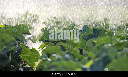 The green shoots of the seedlings emerge from the soil. Water sprinkler system in the morning sun on a plantation. Sprinkler irrigates vegetable crops Stock Photo