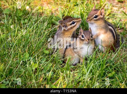 Young Eastern Chipmunks, Tamias striatus, in green grass - cute and ...