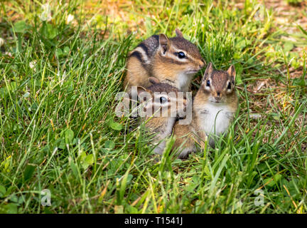 Young Eastern Chipmunks, Tamias striatus, in green grass - cute and ...