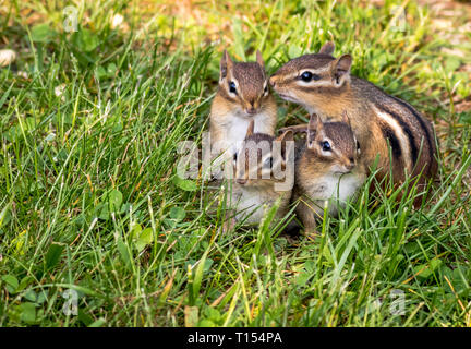 Young Eastern Chipmunks, Tamias striatus, in green grass - cute and ...