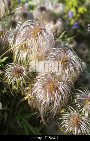 Clematis vitalba (Old man's beard, Traveller's Joy). Shrub of the Ranunculaceae family. Selective focus. Vertical image Stock Photo