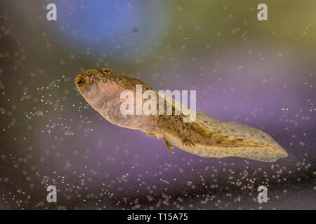 Lake X PlastX toad, underwater footage 