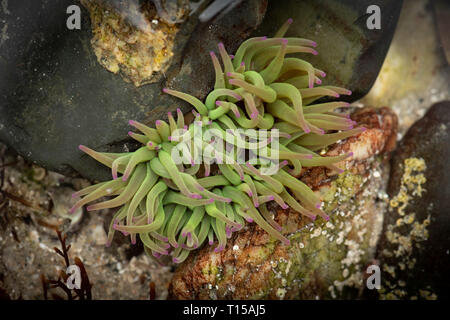 Anemonia viridis, Snakelocks Anemone. There intense color comes from symbiotic algae zooxanthelle that need light to flourish. Stock Photo