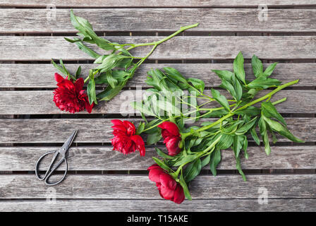 Red Peonies and scissors on garden table Stock Photo