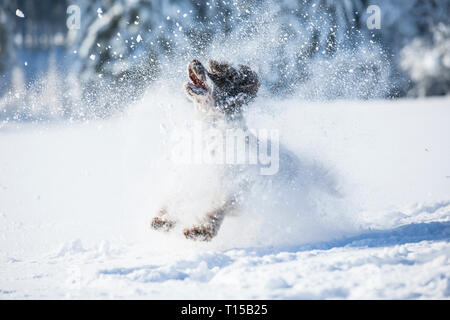 English Springer Spaniel running on snow-covered meadow Stock Photo
