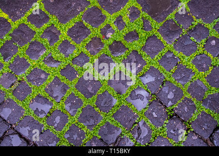 Italy, Rome, cobblestone pavement, overgrown Stock Photo