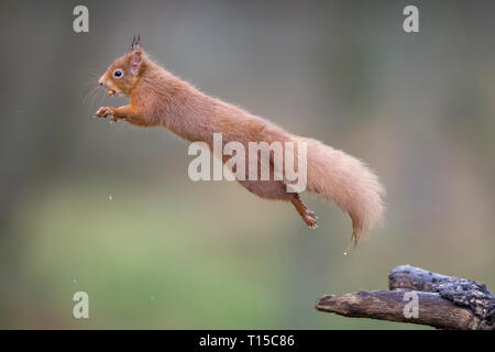 Jumping red squirrel Stock Photo