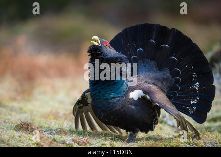 Scotland, mating Western capercaillie at pine forest Stock Photo