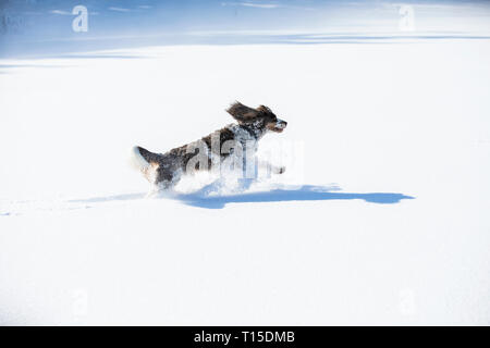 English Springer Spaniel running on snow-covered meadow Stock Photo