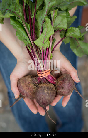Hands holding bunch of beetroot Stock Photo