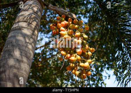 Fruits on Butia Capitata palm at summer day in Thailand. Jelly palm fruits. Stock Photo