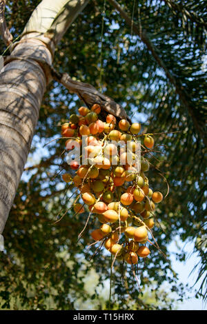 Fruits on Butia Capitata palm at summer day in Thailand. Jelly palm fruits. Stock Photo