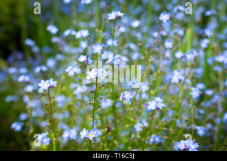A field of alpine forget-me-not (Myosotis alpestris) flowers. Stock Photo