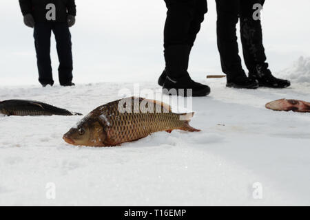 freshly caught fish on frozen Çıldır Lake Stock Photo