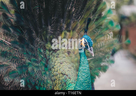 Close up of beautiful peacock or peafowl with spreading feathers. Stock Photo