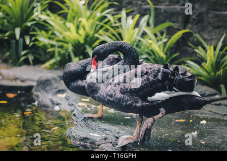 Black swan (Cygnus atratus) standing in near of pound. Beautiful west australian black swan. Stock Photo