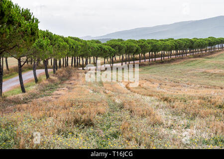 Dirt gravel road to autumn house on farm landscape idyllic picturesque cypress trees lining path in Val D'Orcia countryside in Tuscany, Italy with rol Stock Photo