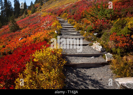 WA16016-00...WASHINGTON- Hikers walking across a hillside covered with brilliant fall color on the Skyline Trail in Mount Rainier National Park. Stock Photo