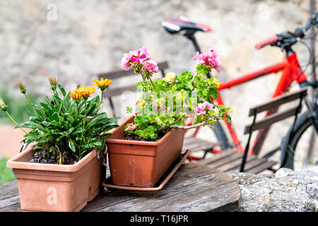 Bagno Vignoni, Italy in Tuscany with closeup of flower pots in garden with bicycle in small town village stone wall and plants Stock Photo