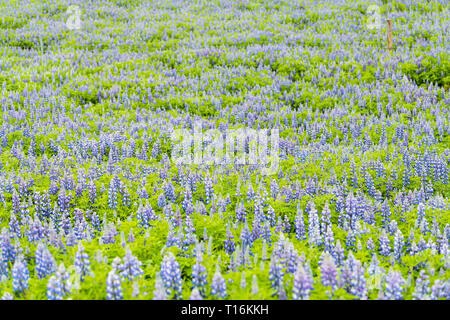Colorful blue lupine lupin flowers in Iceland in meadow field during summer pattern texture many bloom Stock Photo