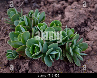 Showy stonecrop in the garden, Hylotelephium spectabile Stock Photo