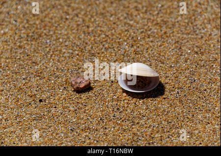 An open bivalve shell on a brown sandy beach looks like it is talking Stock Photo