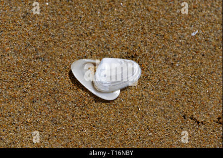 A heart shaped seashell twisted back on its hinge on the sand Stock Photo