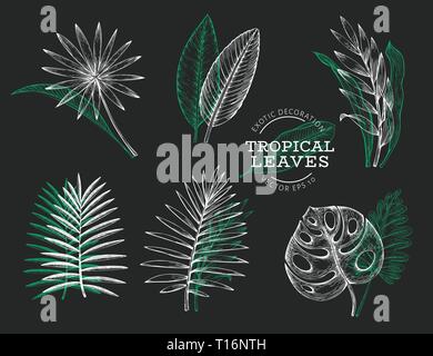 Vector set of tropical leaves. Hand drawn tropical summer exotic plant. Jungle leaf, chamaerops, chalatea, philodendron, banana palm leaves engraved s Stock Vector