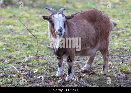 Brown cameroon dwarf goat standing on the sand. Stock Photo