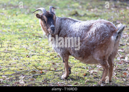 Brown cameroon dwarf goat standing on the sand. Side view Stock Photo