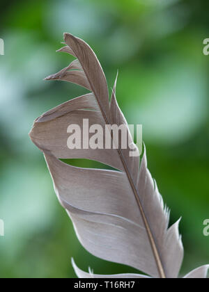 Macro image of a feather with a faded green background. Stock Photo