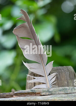 Image of a feather with a faded green background. Stock Photo
