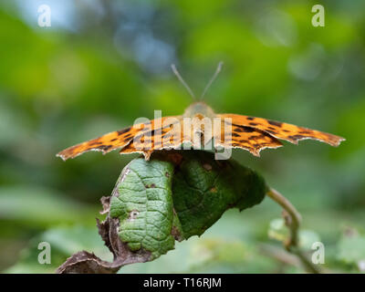 Macro Image of a Polygonia c-album ready for take off. Stock Photo