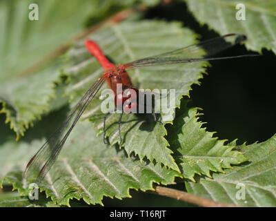 A red dragonfly, sitting on a leaf. Stock Photo