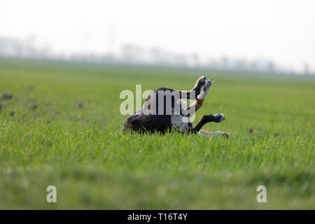 Appenzeller dog having fun on the lawn in summer Stock Photo