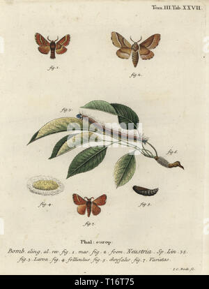 Lackey moth, Malacosoma neustria. Phalaena neustria. Handcoloured copperplate engraving by Johann Carl Bock from Eugenius Johann Christoph Esperâ€™s Die Schmetterlinge in Abbildungen nach der Natur, Erlangen, 1786. Stock Photo