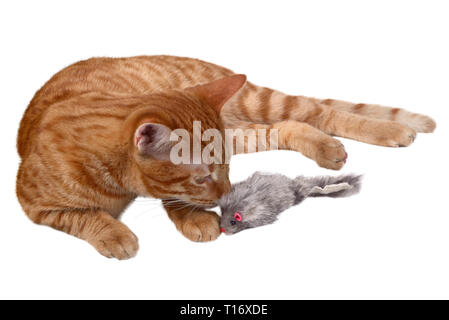 Ginger kitten laying and playing with a mouse toy Stock Photo