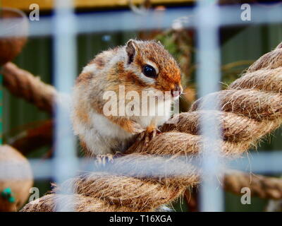 Closeup of Chipmunk Through Metal Bars Stock Photo