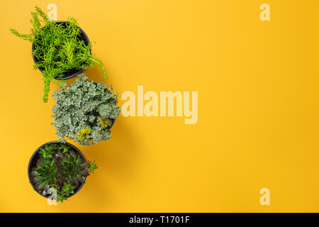 Three green succulent plants on yellow background, with copy space. Stock Photo