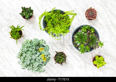 Big and small potted succulent plants on white marble background. Stock Photo