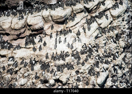 Colony of mainly guillemots, Uria aalga on cliff nesting site at Fowlsheugh near Stonehaven, Scotland Stock Photo