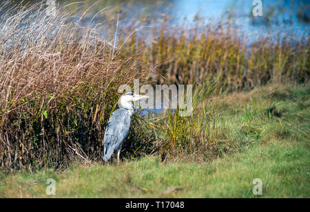 Grey heron, Arden cinerea, standing in front of reeds by pools  of water. Stock Photo