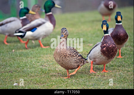 Eye level image of female mallard, Anas platyrhinchos, standing out in front of a group, assembled on grass. Stock Photo