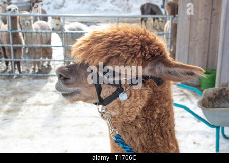Cute brown Alpaca face closeup in glistening sunlight in front of stable Stock Photo