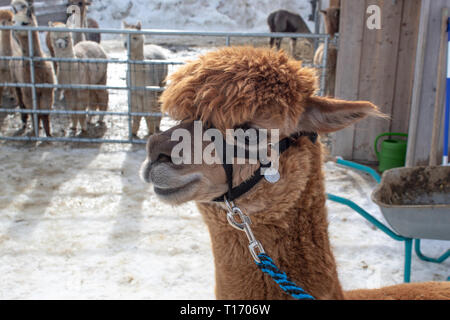 Cute brown Alpaca face closeup in glistening sunlight in front of stable Stock Photo