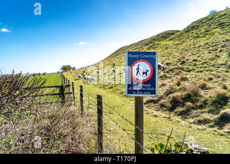 Sheep grazing keep dogs on lead sign Stock Photo