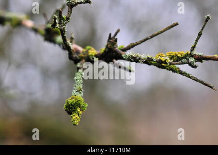 Hypogymnia physodes and Xanthoria parietina (common orange lichen, yellow scale, maritime sunburst lichen and shore lichen)lichenized fungi growing on a branch. Lichen Stock Photo