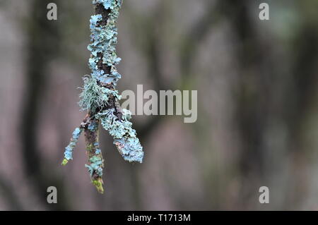 Hypogymnia physodes and Usnea filipendula (fishbone beard lichen) lichenized fungi growing on a branch. Lichen Stock Photo